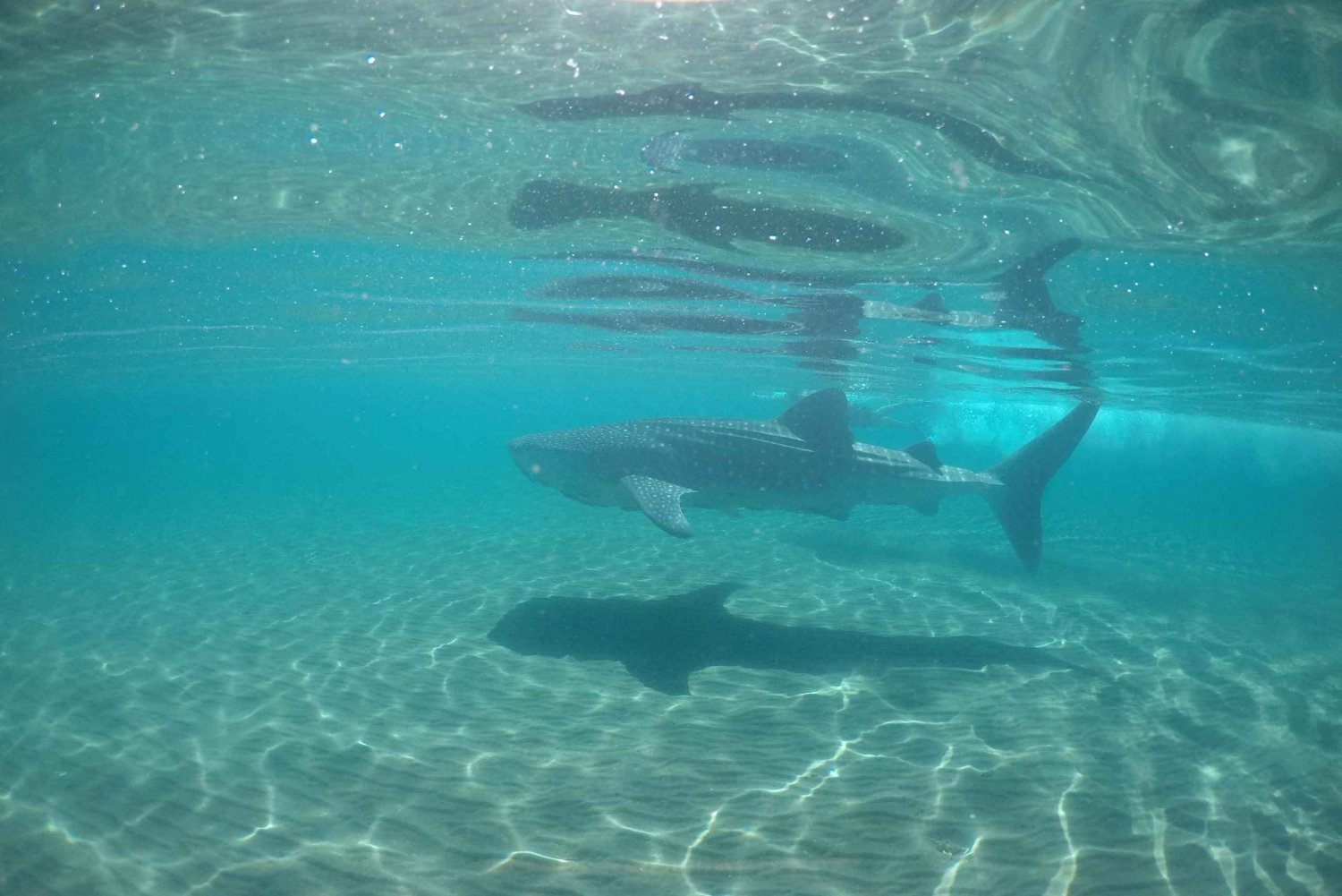 La Paz: Experiencia de snorkel con tiburón ballena