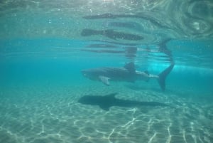 La Paz: Experiencia de snorkel con tiburón ballena