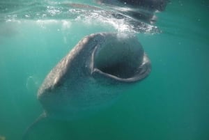 La Paz: Experiencia de snorkel con tiburón ballena