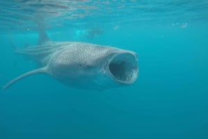 La Paz: Experiencia de snorkel con tiburón ballena