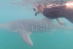 La Paz: Experiencia de snorkel con tiburón ballena