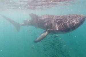 La Paz: Experiencia de snorkel con tiburón ballena