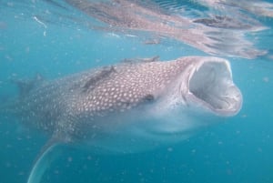 La Paz: Experiencia de snorkel con tiburón ballena