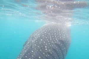 La Paz: Experiencia de snorkel con tiburón ballena