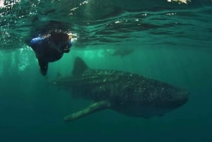 La Paz: Experiencia de snorkel con tiburón ballena