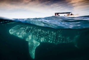 La Paz: Excursión de snorkel con tiburón ballena