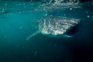 La Paz: Whale Shark Snorkeling Tour