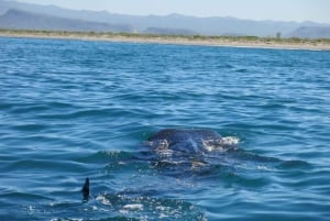 La Paz: Whale Shark Snorkeling Tour