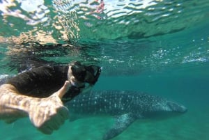 La Paz: Excursión de snorkel con tiburón ballena