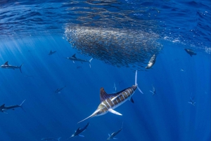 La Paz: Excursión de snorkel con tiburones ballena