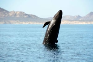 La Ventana: Ocean Safari and Cerralvo Island Tour