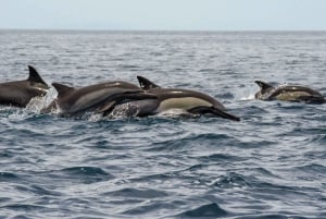 La Ventana: Ocean Safari and Cerralvo Island Tour