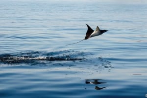 La Ventana: Ocean Safari and Cerralvo Island Tour