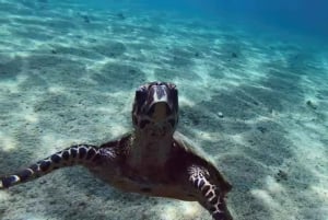 La Ventana: Ocean Safari and Cerralvo Island Tour