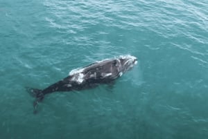 La Ventana: Safari Oceánico PRIVADO en La Ventana BCS