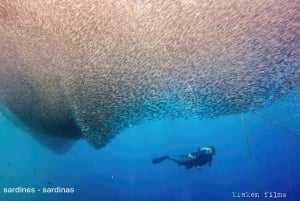 La Ventana: Scuba Divind Certified Divers Group Of 2