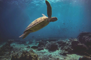 La Ventana: Safari Marino con Snorkel y Comida