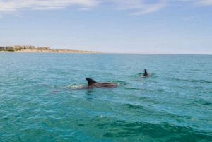 La Ventana: Sea Safari with Snorkeling and Lunch