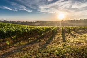 León: Viñedo Tierra de Luz Tour con Cata de Vinos