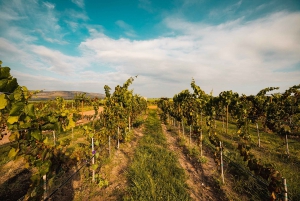 León: Wine Tasting & Vineyard Tour at Viñedo Jalpense