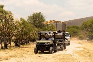 León: Ruta del Vino en Viñedo Leones y Exploración del Centro de la Ciudad