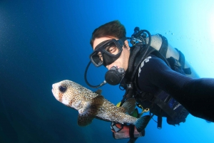 Los Cabos: 3-Hour Introductory Scuba Diving Adventure