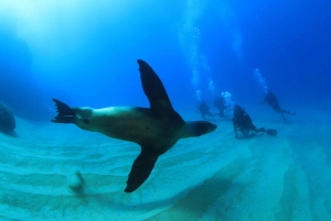 Los Cabos: 3-Hour Introductory Scuba Diving Adventure