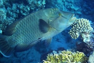 Los Cabos: Aventura de 3 horas de iniciación al submarinismo