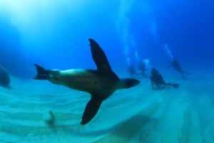 Los Cabos: Aventura de 3 horas de iniciación al submarinismo