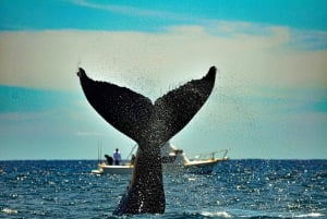 Desde La Paz: Excursión de 3 horas a Los Cabos para avistar ballenas jorobadas