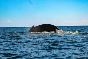 Desde La Paz: Excursión de 3 horas a Los Cabos para avistar ballenas jorobadas