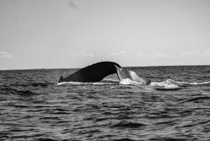 Desde La Paz: Excursión de 3 horas a Los Cabos para avistar ballenas jorobadas