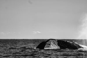 Desde La Paz: Excursión de 3 horas a Los Cabos para avistar ballenas jorobadas