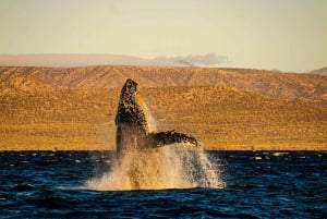 Desde La Paz: Excursión de 3 horas a Los Cabos para avistar ballenas jorobadas