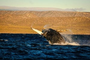 Desde La Paz: Excursión de 3 horas a Los Cabos para avistar ballenas jorobadas