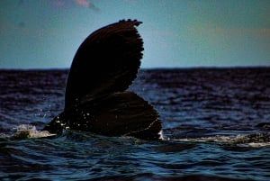 Desde La Paz: Excursión de 3 horas a Los Cabos para avistar ballenas jorobadas