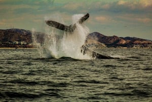 Desde La Paz: Excursión de 3 horas a Los Cabos para avistar ballenas jorobadas