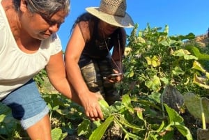 Los Cabos: Clase de Cocina de la Granja a la Mesa de Taco de Cactus Azteca