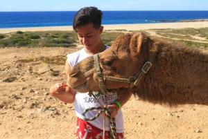 Los Cabos: Camel Ride Safari with Lunch and Tequila Tasting