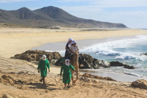 Los Cabos: Camel Ride Safari with Lunch and Tequila Tasting