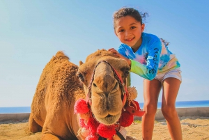 Los Cabos: Camel Safari Adventure