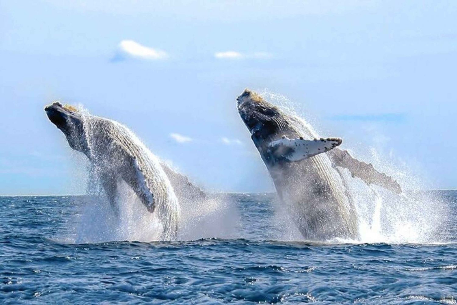 Los Cabos: Catamaran Whale Watching Cruise