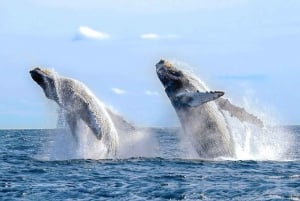 Los Cabos: Catamaran Whale Watching Cruise