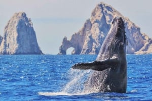 Los Cabos: Catamaran Whale Watching Cruise