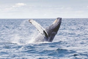 Los Cabos: Catamaran Whale Watching Cruise