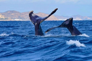 Los Cabos: Combo ATV/HORSEBACK Y OBSERVACIÓN DE BALLENAS