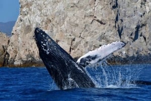 Los Cabos: Combo ATV/HORSEBACK Y OBSERVACIÓN DE BALLENAS