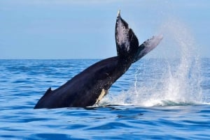 Los Cabos: Combo ATV/HORSEBACK Y OBSERVACIÓN DE BALLENAS