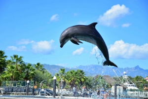 Los Cabos: Dolphin Swim & Ride with Buffet Lunch and Drinks