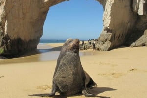 Los Cabos: Glass Bottom Kayak and Snorkel Tour at the Arch